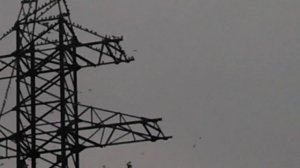 Атака птиц на высоковольтные линии