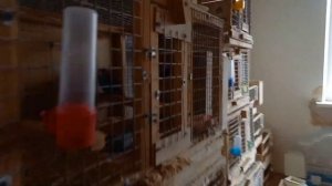 В гостях у заводчика попугаев.