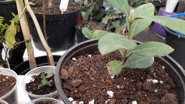 Фейхоа, выращивание из семян в домашних условиях смотреть онлайн