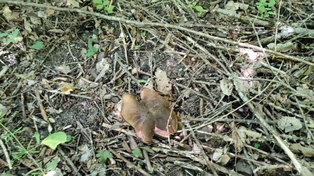 №204/ Прогулка в лес по грибы (грибное ассорти) смотреть онлайн