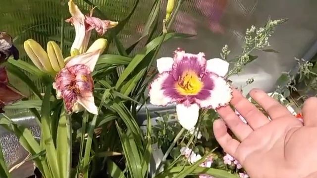 Лилейники в моём саду. смотреть онлайн