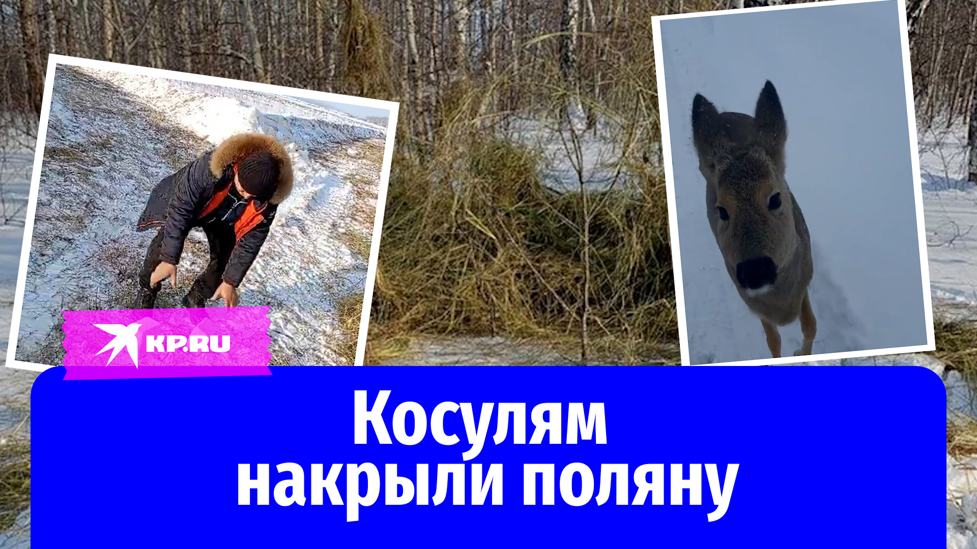 В Новосибирской области оголодавших косуль фермеры кормят сеном