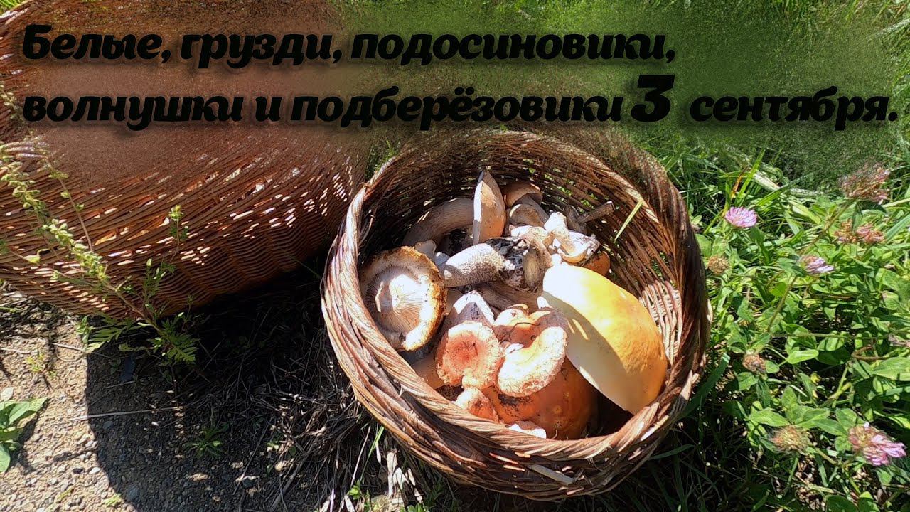 Разнообразие осенних грибов.ʕ ᵔᴥᵔ ʔБелые, грузди, подосиновики, волнушки и подберёзовики Тихая охота