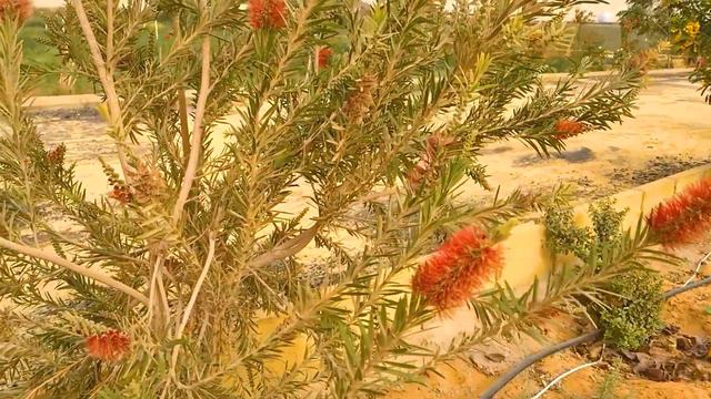 DORA AL AWSAT STABLE & FARM مزرعة ومزرعة درة الأوسط #travel #youtube #saudiarabia #desert смотреть онлайн