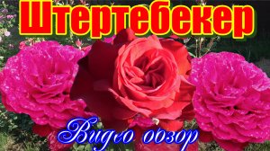 Обзор розы Штертебекер (Чайно гибридная) - Störtebeker (Tantau Германия, 2016)