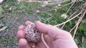 посадка бульбочек , выращивание однозубок , как обновлять чеснок