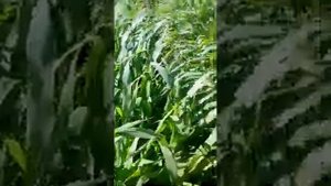 КУКУРУЗА КАК СИДЕРАТ  ОСЕНЬ  ПОРА СЕЯТЬ СИДЕРАТЫ