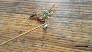 Крымский скорпион сражается с соломинкой. The Crimean scorpion is fighting with a straw.