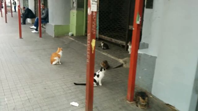 кошки Стамбула смотреть онлайн