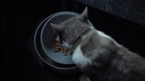 Хозяин выбросил кота из окна многоэтажки! На это невозможно смотреть без слез!