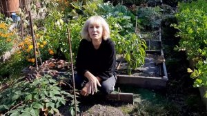 Ежевика| Уход| Подкормка