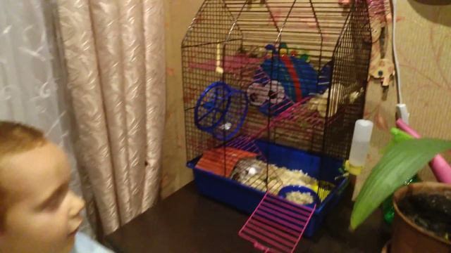 1 Содержание сирийского хомячка смотреть онлайн