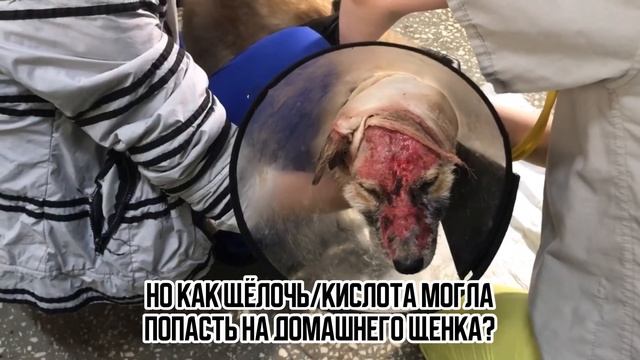 Шокирующий случай жестокости в новом доме у щенка Альфы