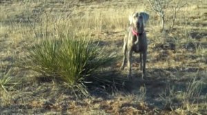 Surfer the Bird dog dove hunt seminole texas weimaraner