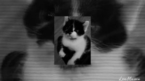 Mary on a cross - Speed Up