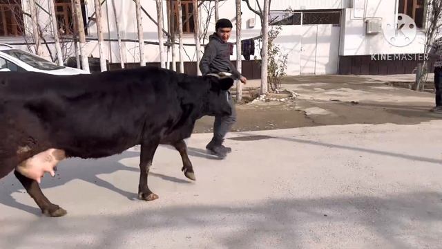 СУТДОР ЁШ СУТЛАРИ КУП 4 ТА СИГИРЛАР СОТИЛАДИ SOTILADIGON SUTI KÒP SIGIRLAR NARXLARI 29 января 2024