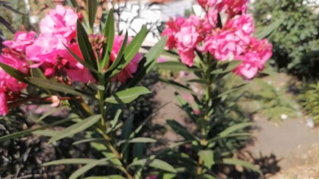 Мой олеандр летом растет в саду смотреть онлайн