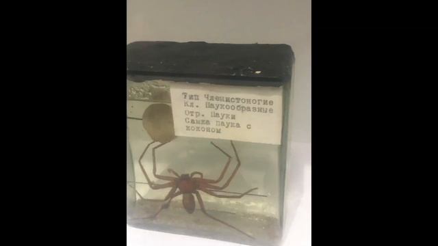 Незнаю что как но всё смотреть онлайн