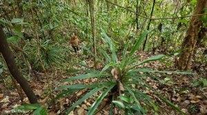Harvest Super Giant Thorny Tubers Underground and Bring them to the market to sell | Trieu Thi Thuy