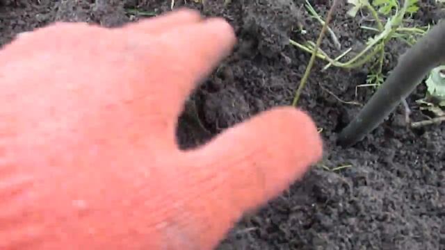 Посадка кісточок абрикоса на зиму смотреть онлайн