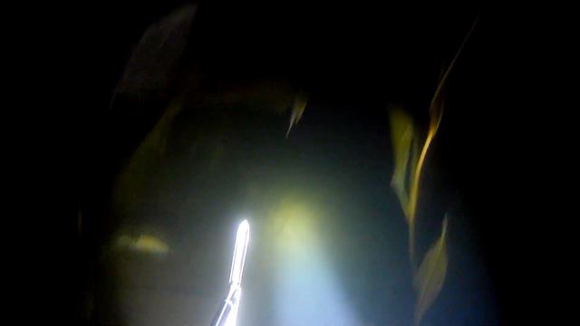 Подводная охота 14.07.2019 год. (Трофейный лещ 3,100 кг. )