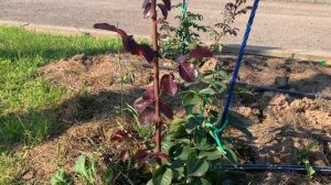 Осторожно! Жирующий побег на розах