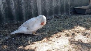 У мускусной утки пропадают яйца!