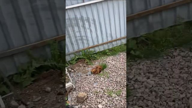 Восстановление УАЗ 3303, 452д, головастик. смотреть онлайн