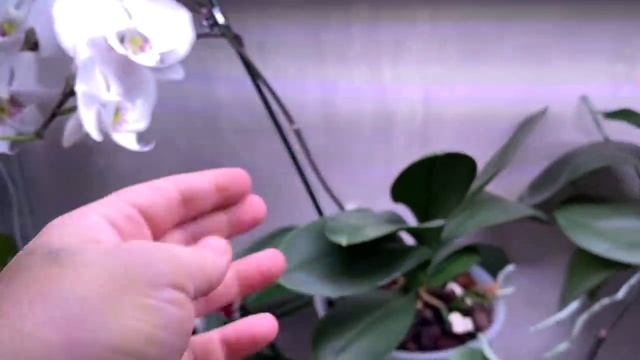 пока поливаю орхидеи покажу 7 цветущих орхидей биг липов смотреть онлайн