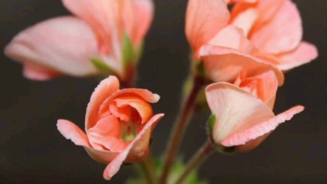 Гераньға иодтың пайдасы. Пиларгонияны күтіп, баптау. Иодтың гүлге пайдасы. смотреть онлайн