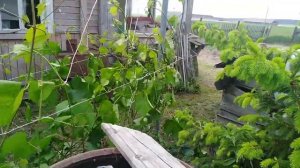 Шпалера из ПВХ трубы. Подвязка виноградной лозы.