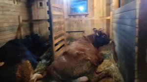 Сколько первотелка  "Джерси" даёт молока!#short #рек #топ #корова #рекомендации #хочуврек #фермер