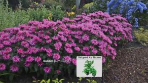 Cottage Farms 3-pc Fragrant Sugar Buzz Monarda Collection on QVC