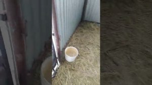 Рацион кормления овец, ягнят