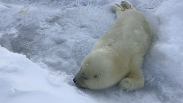 Экспедиция во льды Белого моря. Знакомство с бельками. Март 2017 года смотреть онлайн