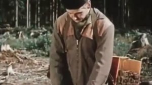 Будет лес для вас, потомки