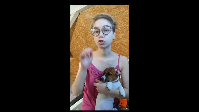 ПОЯВЛЕНИЕ ДОЛГОЖДАННОГО ПЕСИКА | Советы начинающим собаководам смотреть онлайн