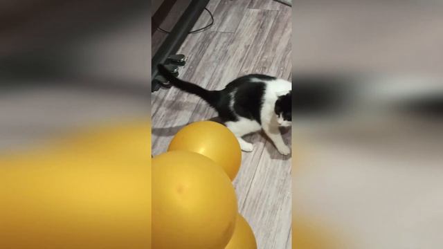 Котики VS воздушные шарики смотреть онлайн