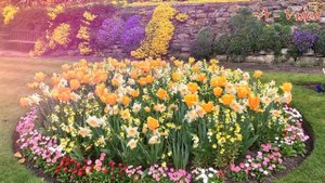 Тюльпаны в ландшафтном дизайне Идеи для вашего сада / Tulips in landscape design / A - Video