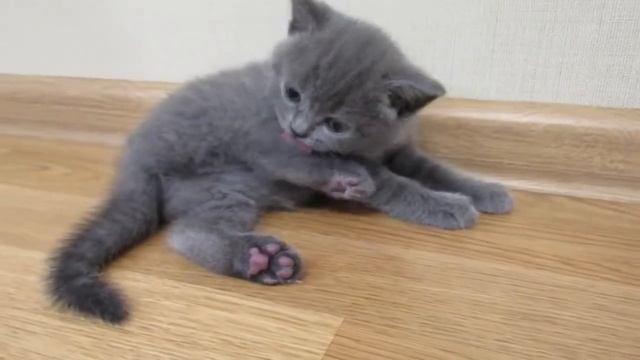 Маленький котенок умывается смотреть онлайн