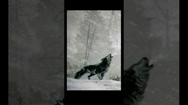 Зимняя буря со звуками волчьей стаи. Мурашки по коже