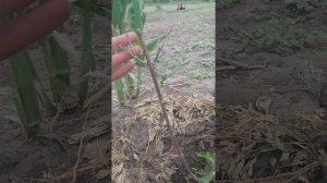 кизил сорта семён.