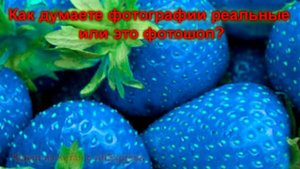 Семена синей клубники голубой из Китая с AliExpress