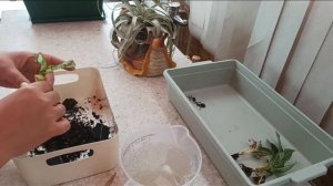 Распаковка посылки с новой партией тайской рассады аглаонем. Как идет адаптация? 😉