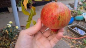 ГРАНАТЫ ПОСПЕЛИ в Краснодаре