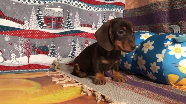 Кроличья такса Кофейно-подпалый малыш смотреть онлайн