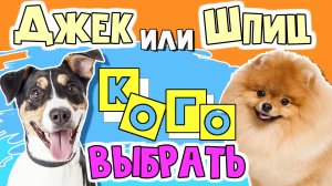 ДЖЕК РАССЕЛ терьер или ШПИЦ: КОГО ВЫБРАТЬ. Сходства и различия двух популярных маленьких пород собак