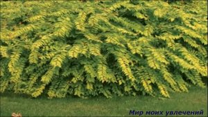 Кольквиция Посадка и уход