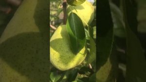 Триумф Пакгама , австралийский сорт груши ?.....