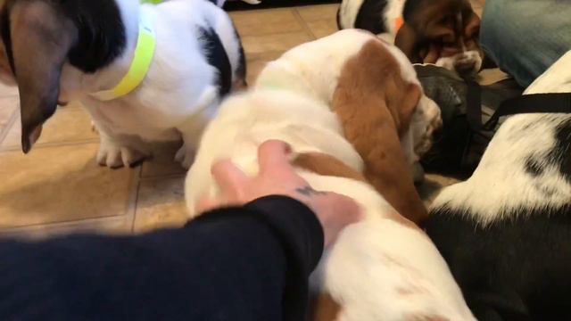 Basset Hound Puppies playing смотреть онлайн